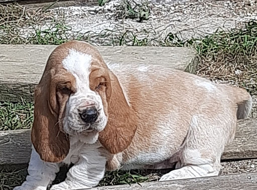 Du Domaine Du Bois Dore - Chiots disponibles - Basset Hound