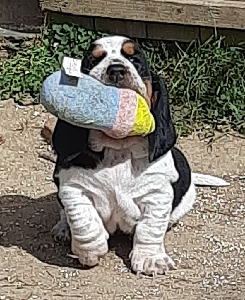 Chiot Basset Hound Du Domaine Du Bois Dore